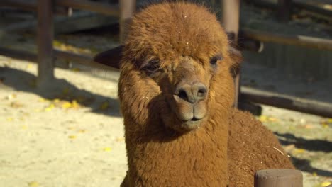 Vista-De-Cerca-De-Una-Alpaca-Bajo-La-Luz-Del-Sol---Zoológico-De-Seúl-En-El-Gran-Parque-De-Seúl-En-Corea-Del-Sur