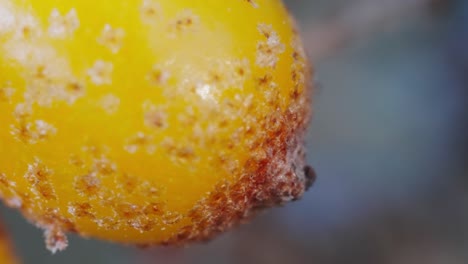 macro close up view of sea buckthorn