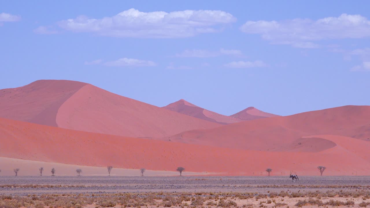 Remarkable and slightly unreal shot of oryx crossing Namib desert in Namibia with massive sand dunes distant