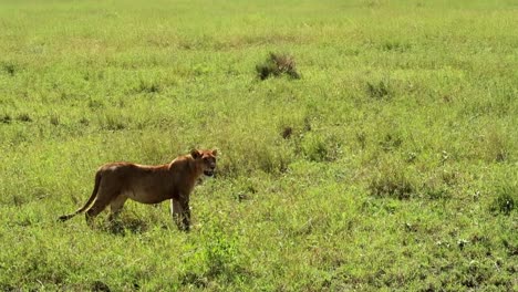 Static-shot-of-a-young-lion-resting-and-looking-around-its-surroundings-in-the-open-grassland