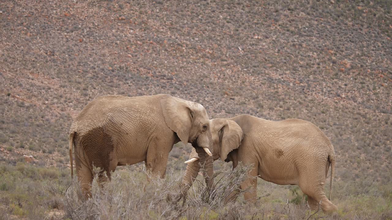 남아프리카에서 식물을 먹는 두 마리의 코끼리