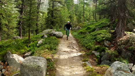 mountain biker on a forest trail