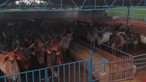 a panning shot of an animal firm where few bulls and cows are seen having big horn