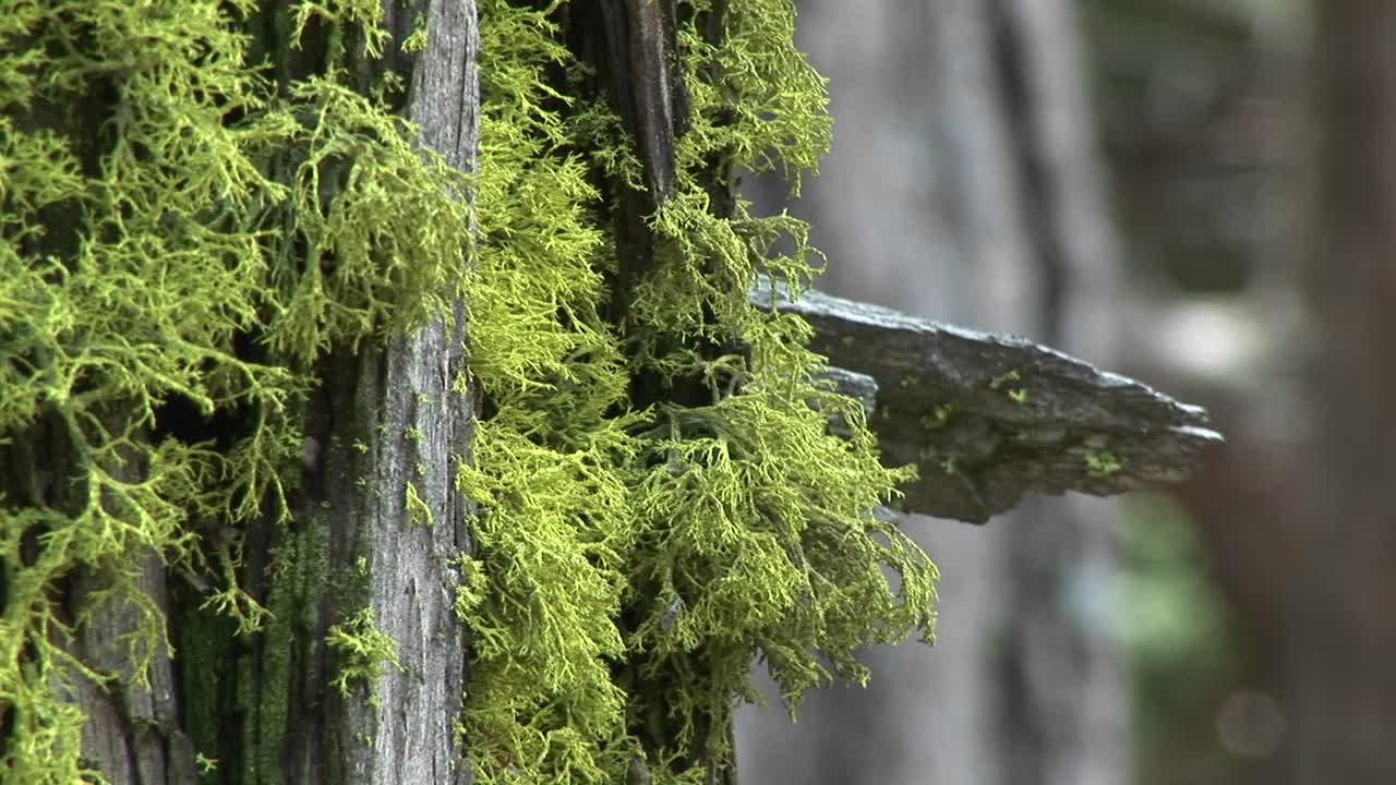 Closeup Of Moss Growing On The Bark Of A Pine Tree