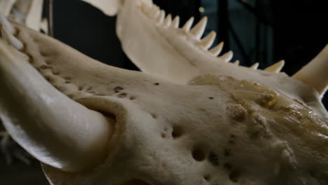 crocodillian teeth lower jaw of skeleton - preserved specimen on black background