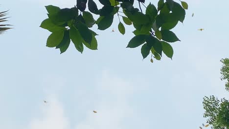 insects flying near leaves on a clear blue sky day