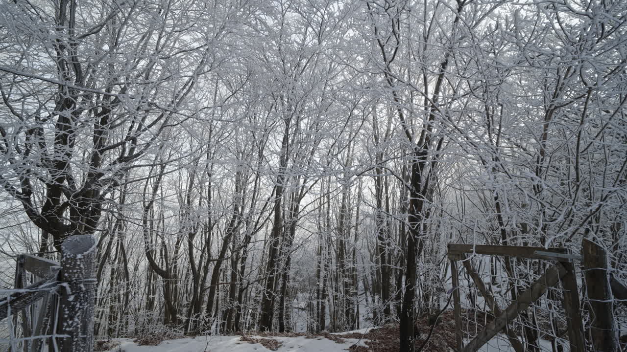 Snow-covered trees in a winter forest, with a wooden gate in the foreground