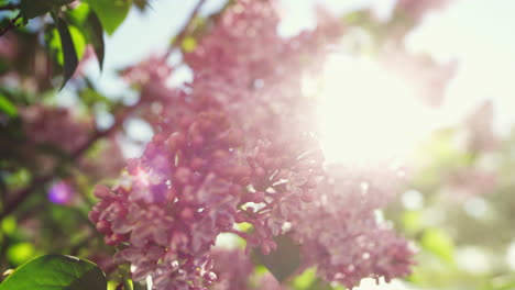 las flores de cerezo en flor vista contra el increíble sol brillante. vista floral meditativa.
