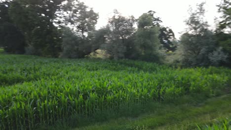 Flying-closesly-over-a-green-corn-field