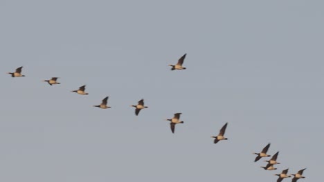 flock of migratory canadian geese  flying overhead.