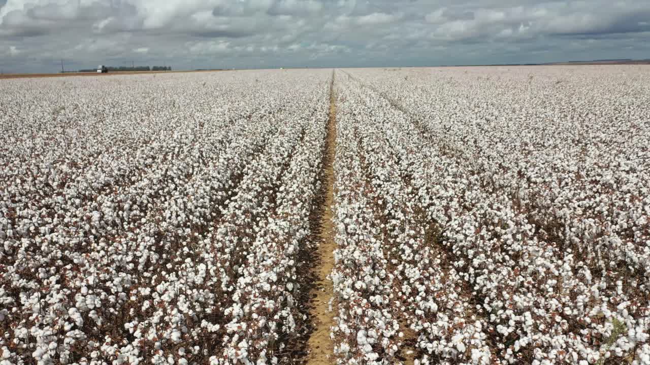 vista de un avión no tripulado de una plantación de algodón en brasil