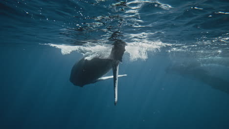 Playful-Acrobatic-Humpback-Whale-Calf-Twisting,-Turning,-And-Doing-Full-Body-Rotations-Under-The-Sunlit-Surface-Of-The-Ocean