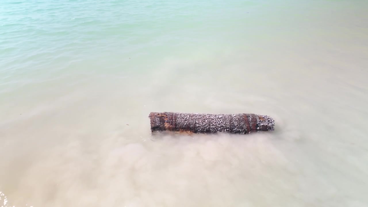 Kelluva palmunrunko ajautuu rantaan Thaimaanlahdella. Korkealta kuvattu.