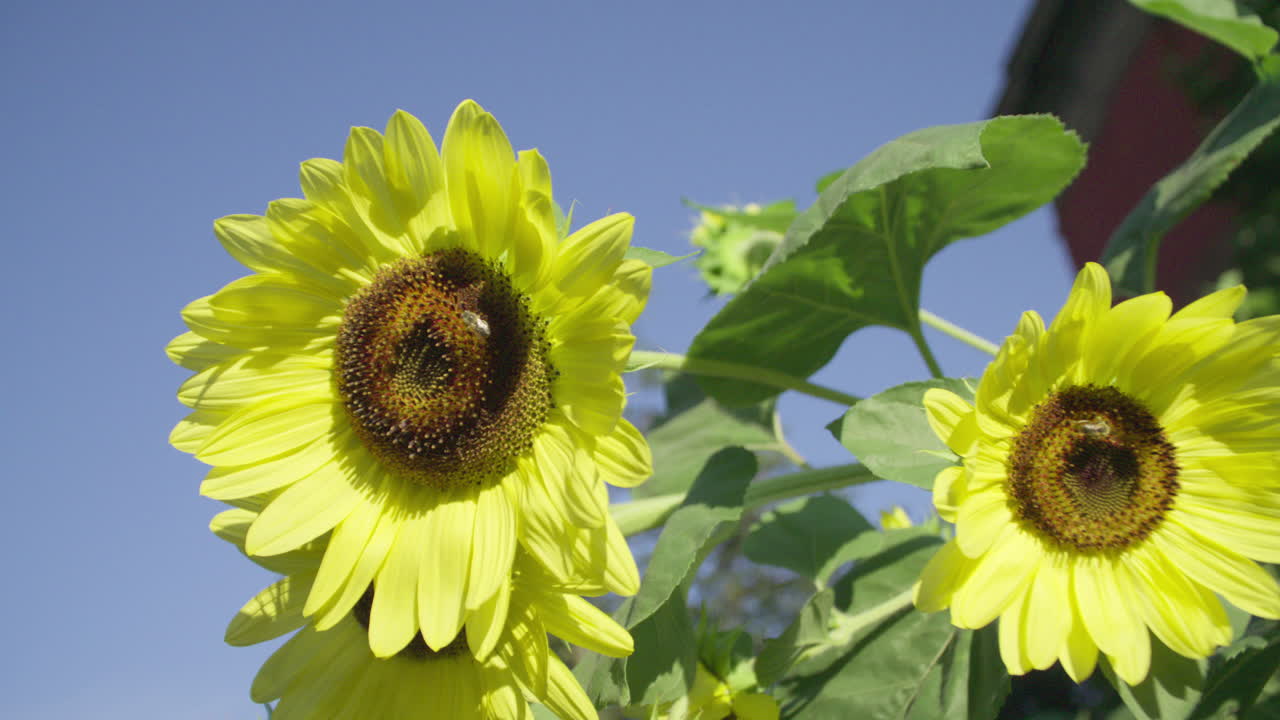 Bees pollinating a sunflower blowing in the wind. Shot on a summer morning