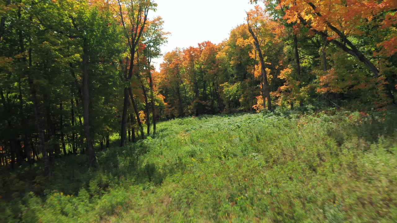 drone pov volando a través de un hermoso y exuberante bosque verde en un día soleado contra el lago en la distancia