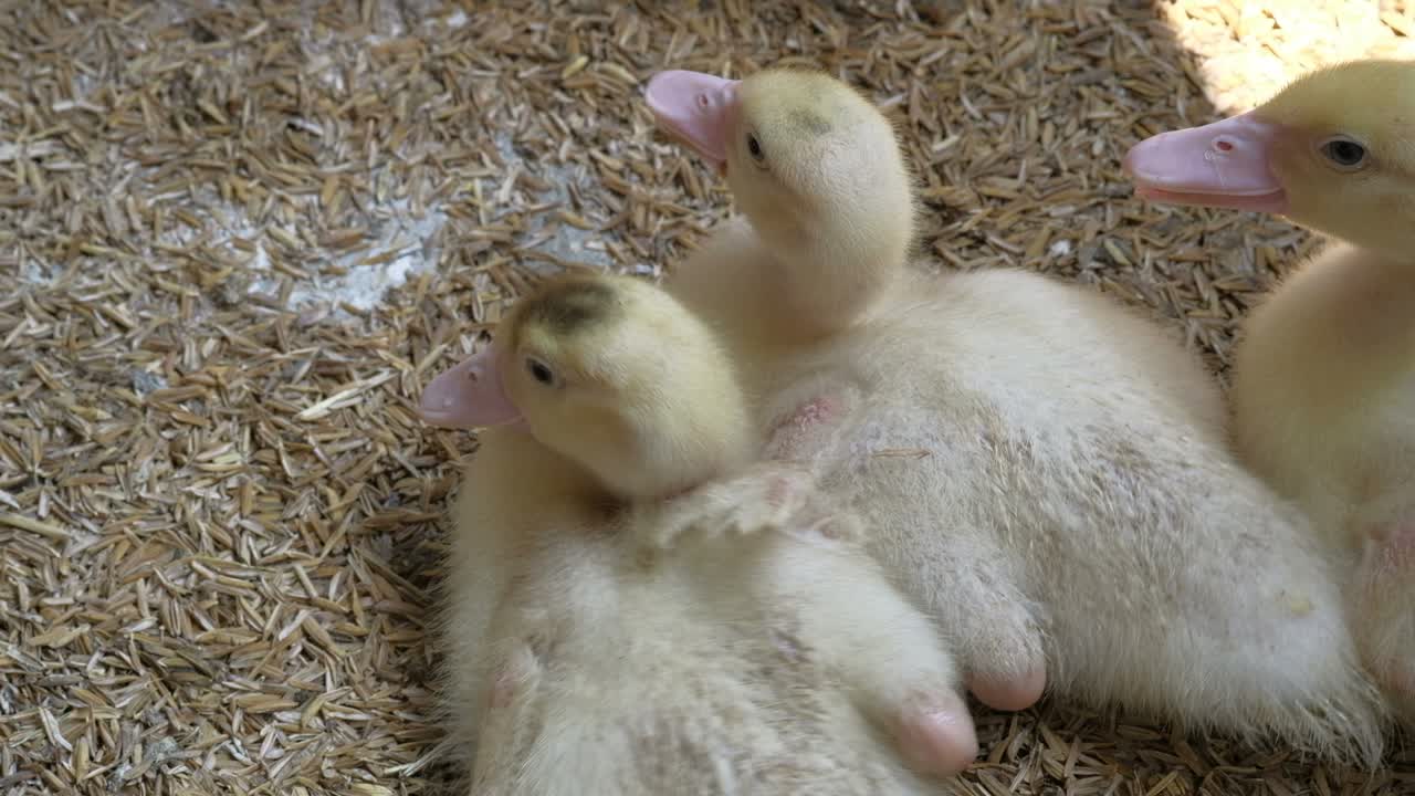 가금류 농장, 오리 새끼.