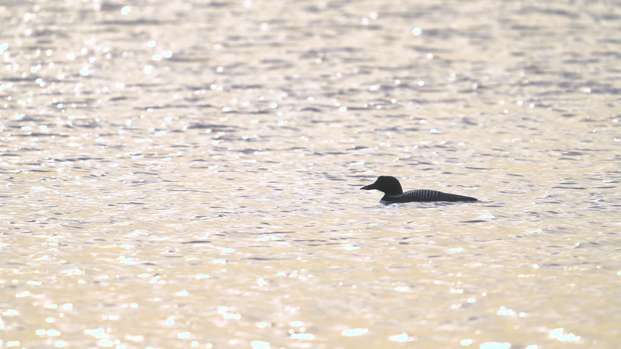 Common Loon on a Lake