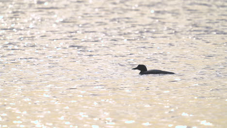 common loon on a lake