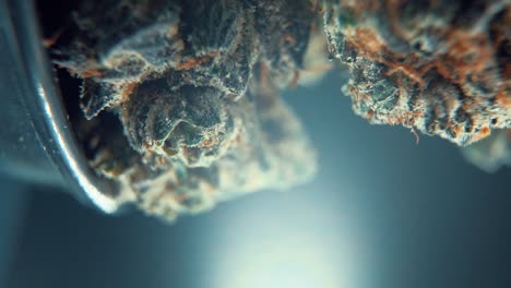 una toma cinematográfica macro vertical de una planta de cannabis, variedades híbridas de naranja, hoja verde indica, flor de marihuana, en un soporte giratorio de 360 grados, full hd, cámara lenta, 120 fps, iluminación de estudio profesional