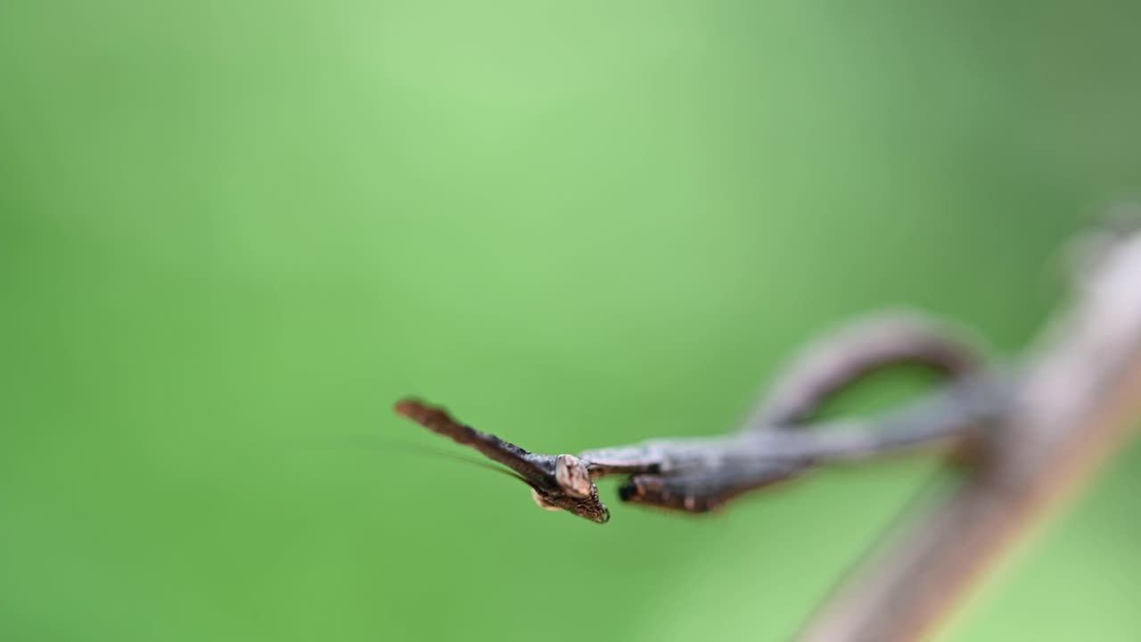사마귀 phyllothelys는 가지에 가만히 서서 흔들리고 움직이는 머리