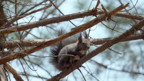 white-bellied eurasian gray squirrel resting on a pine tree branch in korean forest