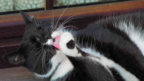 Eine-Gescheckte-Katze-Leckt-Ihre-Pfote,-Während-Sie-Sich-Drinnen-Auf-Den-Boden-Legt---Nahaufnahme