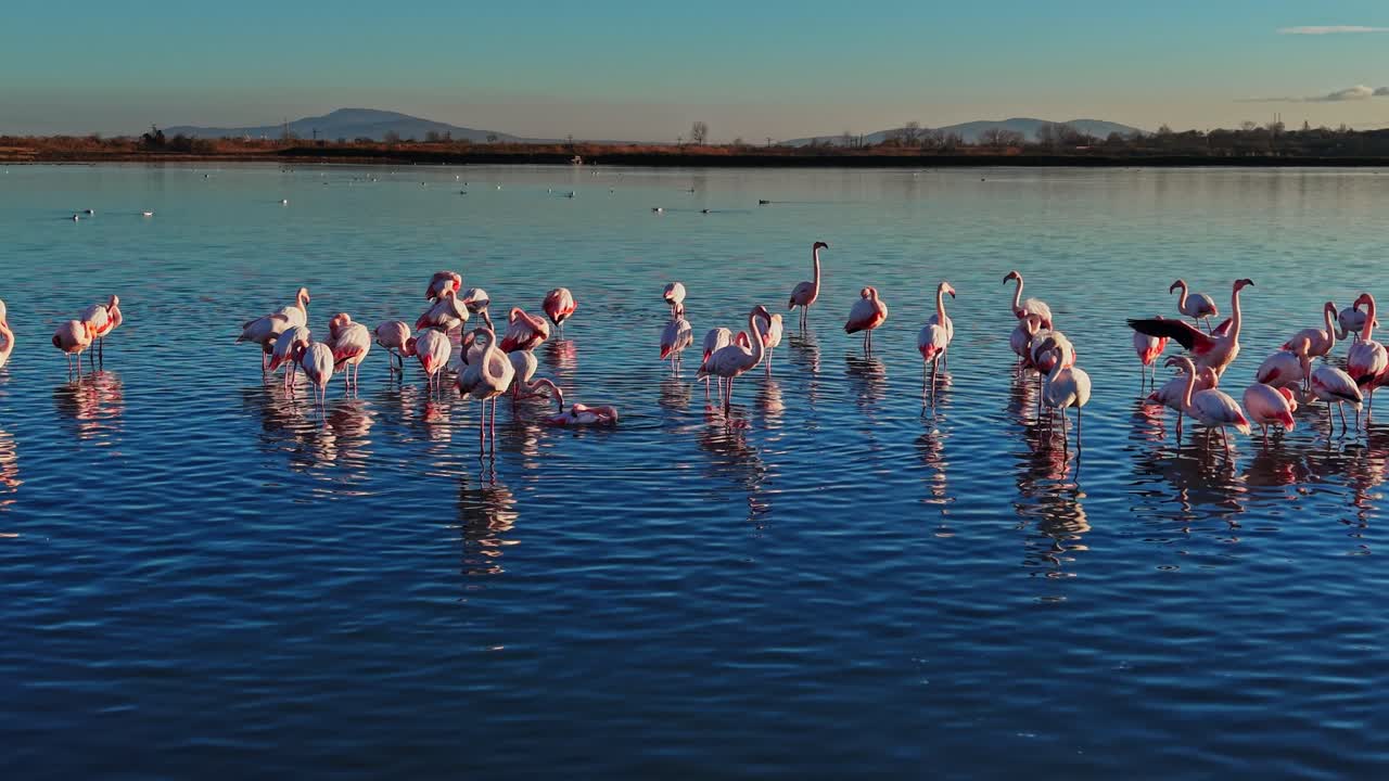 A flock of flamingos stands in the shallow water near the shore at sunset