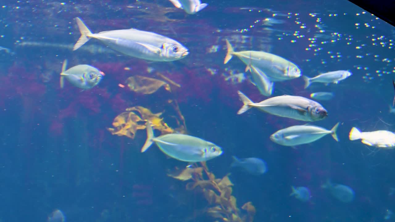 Gruppo di pesci argentei che nuotano con grazia in un acquario blu con alghe e piante marine sullo sfondo.
