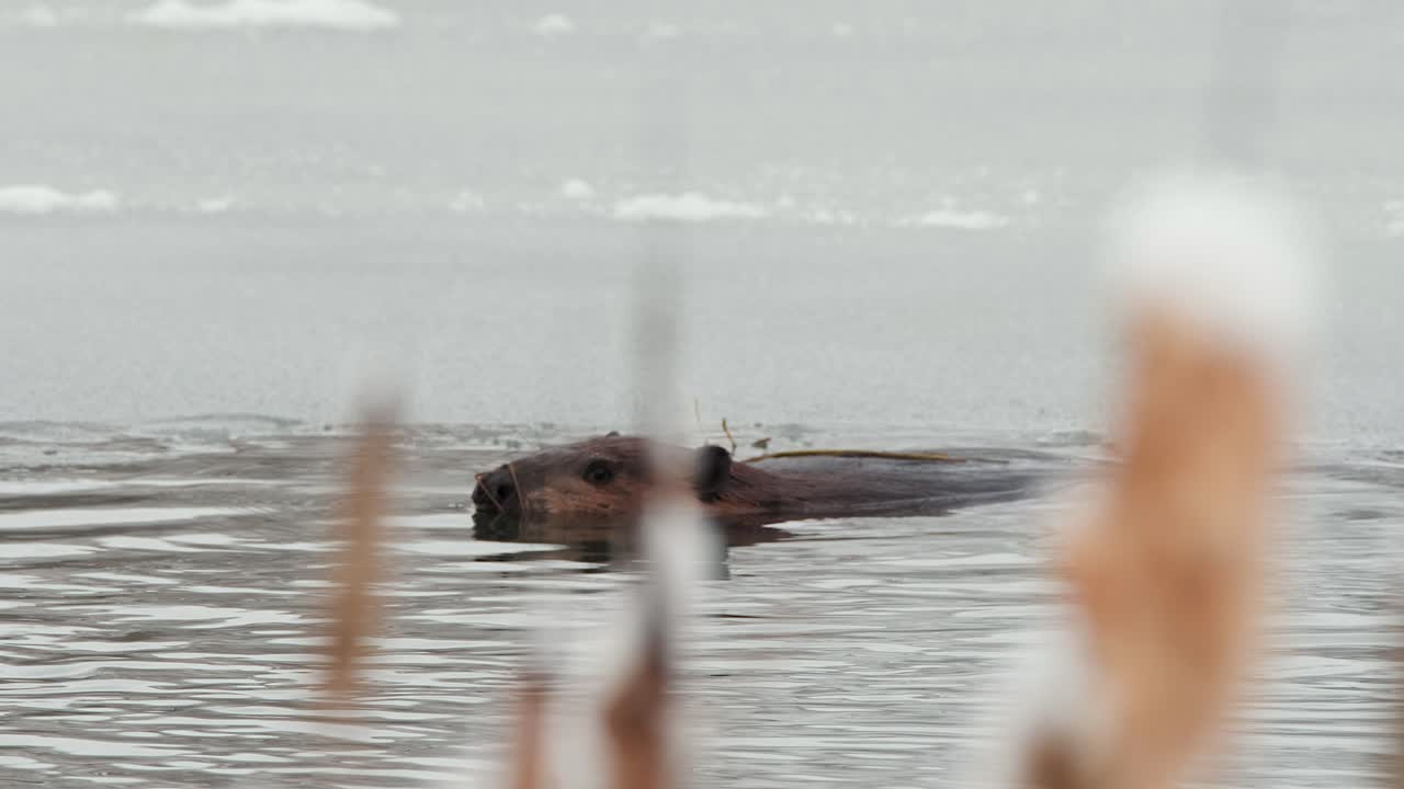비버는 얼어붙은 겨울 연못의 가장자리에서 떠다니고, 전면의 잎자루가 흐릿합니다.