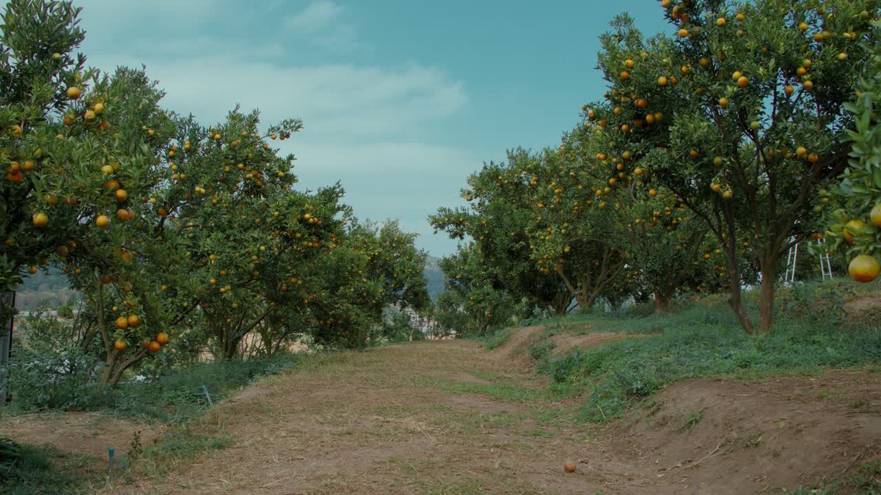 Appelsinplantage
