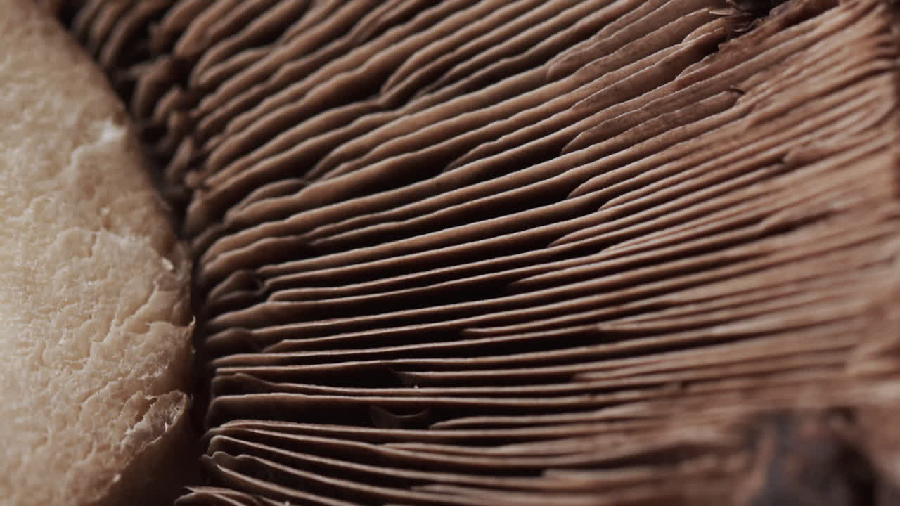 micro vídeo de un primer plano de un hongo con espacio de copia