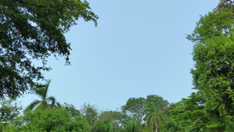 Looking-up-at-the-tree,-Green-leafs-is-the-frame-of-the-blue-sky-on-a-bright-windy-day,-static-shot,-copy-space