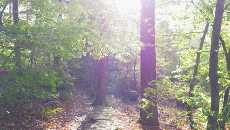 sunlight breaks through leaf canopy while walking through forest pov