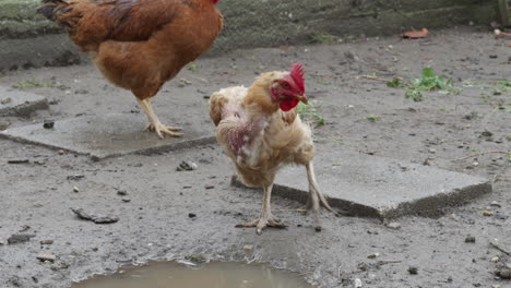 hens walking on muddy farmyard ground