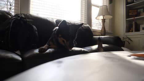 black dog playfully bites at brown friend as toy falls off leather couch, slow motion