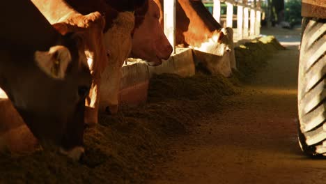 Footage-of-cows-eating-in-the-barn-under-sunlight