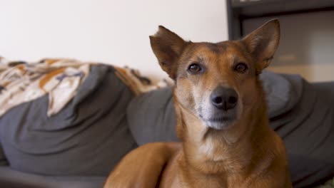 brown street dog in couch looking relaxed into the lens, has cut off ear