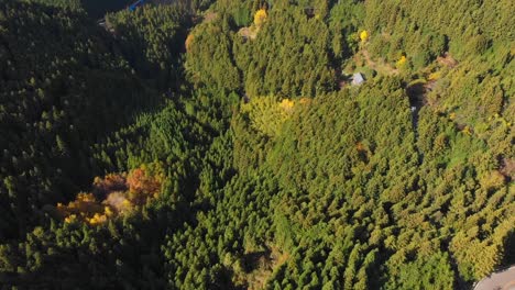 über-Einen-Bergigen-Wald-Fliegen