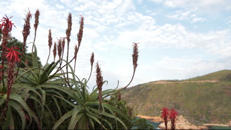 a beautiful summers day overlooking the knysna heads from a viewpoint with boats coming in and out of the indian ocean