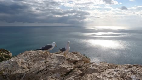 Seagulls-take-a-walk-along-rock-in-evening-sun-in-Calpe-Spain