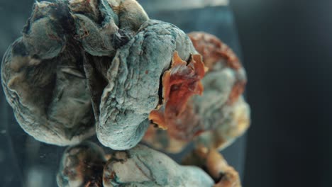 una toma cinematográfica macro vertical de un hongo seco mágico psicoactivo psilocibina alucinación con una tapa roja amarilla, en un soporte reflectante giratorio de 360, iluminación de estudio, video 4k