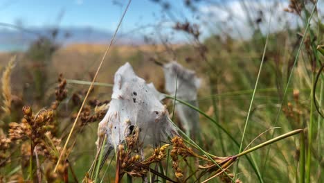 Close-up-view-of-spider-web-cocoon-a-female-spider-built-in-tall-grass-to-protect-eggs