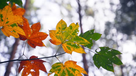 a gaze upward to the autumn forest canopy, adorned with golden maple leaves in their seasonal transformation