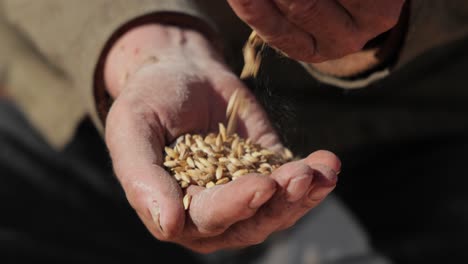 el agricultor inspecciona su cosecha con las manos sosteniendo semillas maduras de trigo.