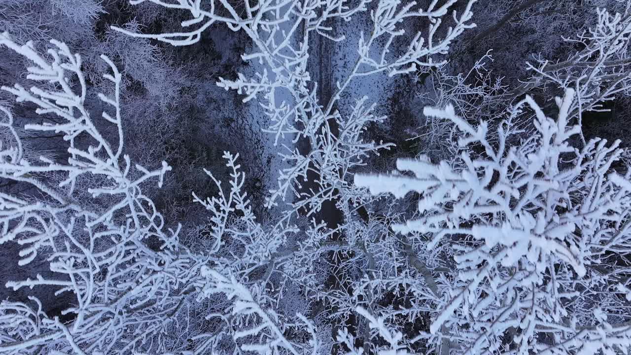 Snow-covered trees with a forest path in the tranquil Walensee area, Switzerland