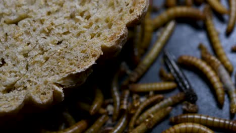 The-Mealworm-is-a-species-of-Darkling-Beetle-used-to-feed-pets-like-fish,-snakes,-birds,-and-frogs