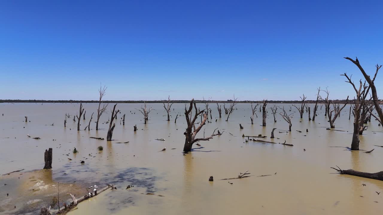 Aerial of flooded river plain with dead trees standing in shallow water, desolate climate change flooding, post apocalyptic branches