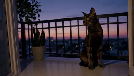 cat on a balcony at sunset