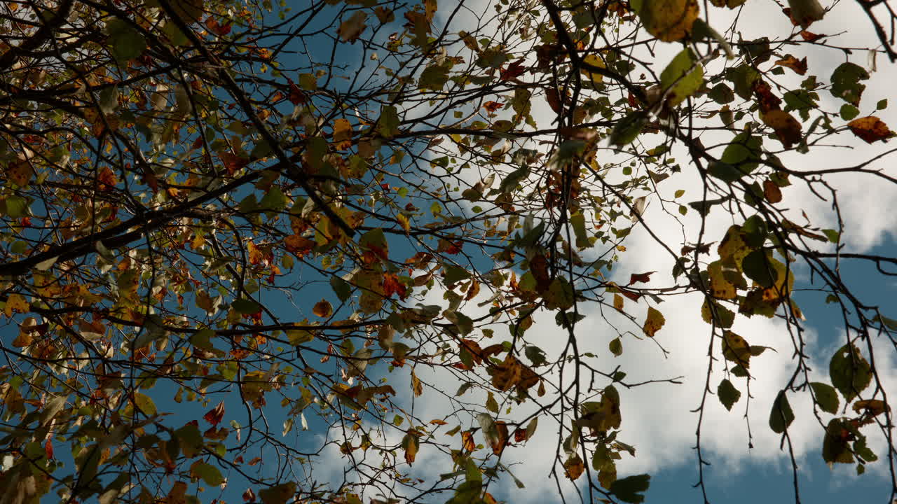 Leaves and branches moves with the wind as the leaves starts to go more yellow as autumn season has come on a sunny day with clouds in the background