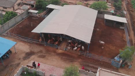 Aerial-Parallax-Over-Large-Cowshed-In-Rural-Sindh,-Pakistan